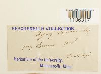 Hypnum vaucheri image