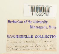 Hypnum vaucheri image