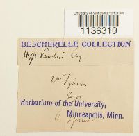 Hypnum vaucheri image