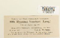 Hypnum vaucheri image