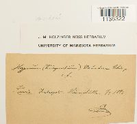 Hypnum vaucheri image