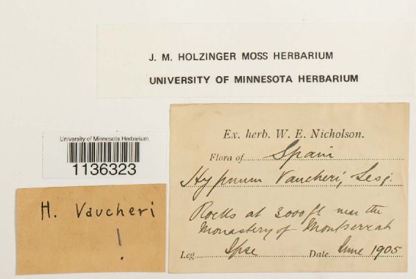 Hypnum vaucheri image