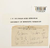 Hypnum vaucheri image