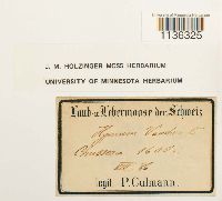 Hypnum vaucheri image