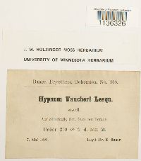 Hypnum vaucheri image