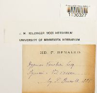 Hypnum vaucheri image