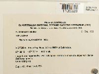 Hypnum cupressiforme image