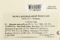 Hypnum cupressiforme image