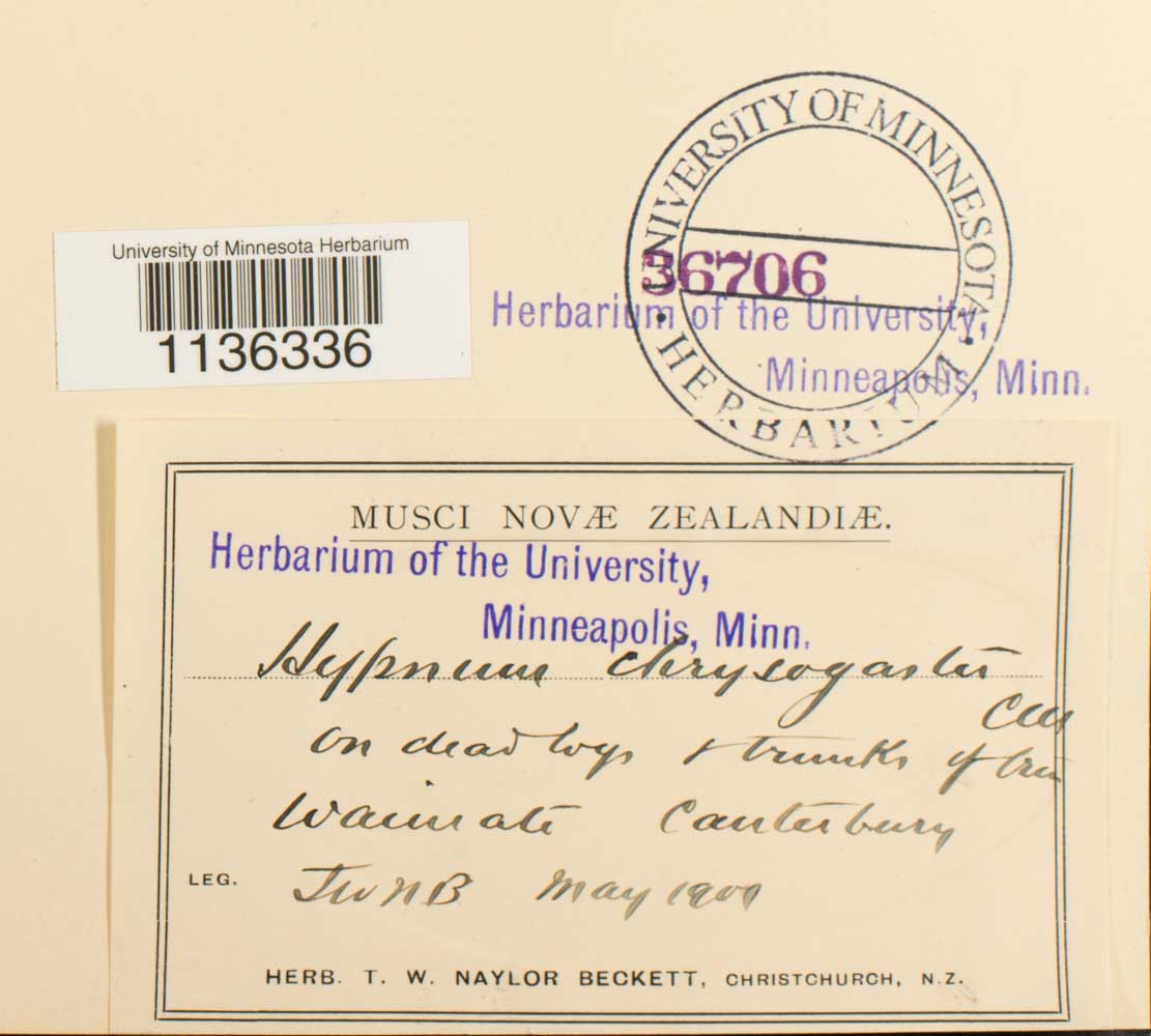 Hypnum chrysogaster image