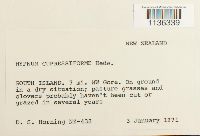 Hypnum cupressiforme image