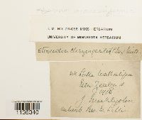 Hypnum cupressiforme image