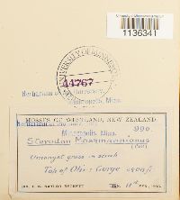 Hypnum cupressiforme image