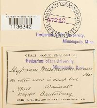 Hypnum cupressiforme image