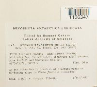Hypnum revolutum image