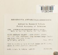 Hypnum revolutum image