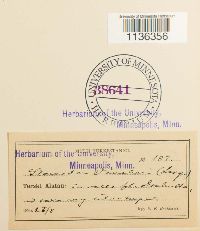 Hypnum vaucheri image