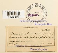 Hypnum vaucheri image