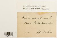 Hypnum cupressiforme image