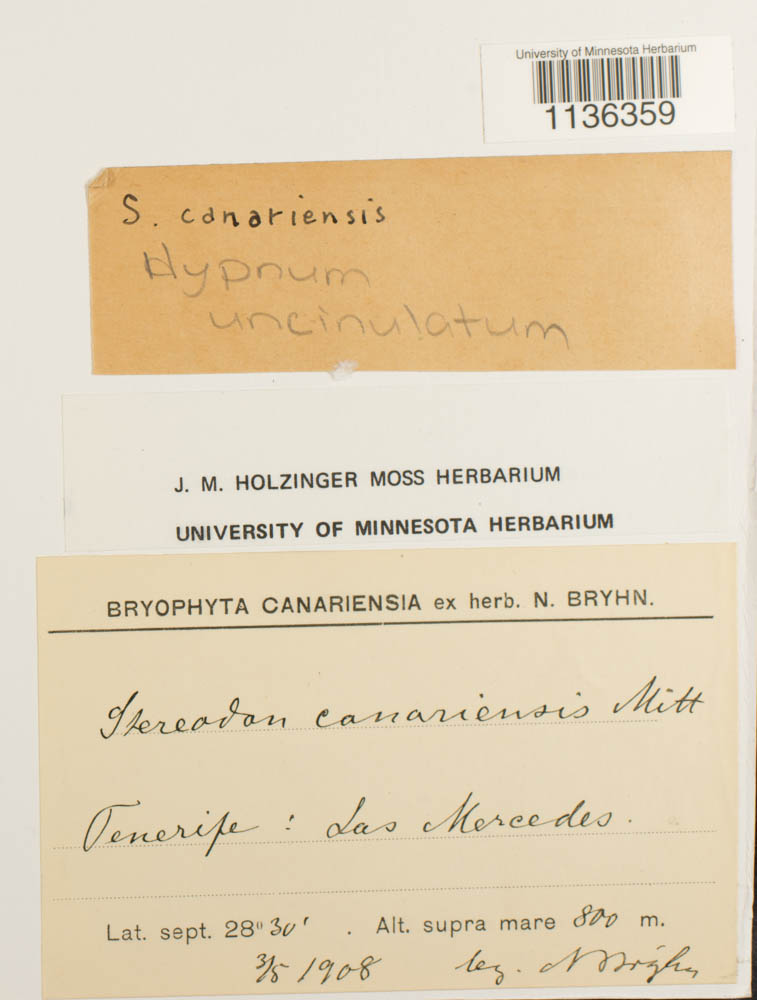 Hypnum uncinulatum image