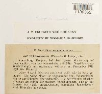 Hyophila involuta image