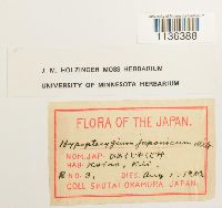 Hypopterygium flavolimbatum image