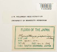 Hypopterygium flavolimbatum image