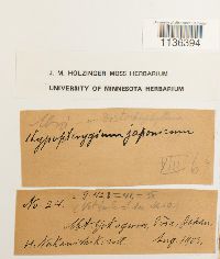 Hypopterygium flavolimbatum image