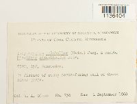 Isopterygiopsis pulchella image