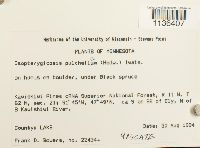 Isopterygiopsis pulchella image