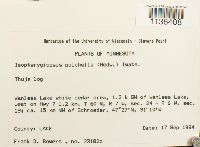 Isopterygiopsis pulchella image