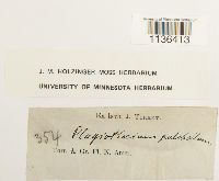 Isopterygiopsis pulchella image