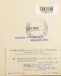 Isopterygiopsis pulchella image