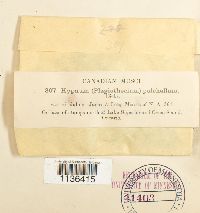 Isopterygiopsis pulchella image