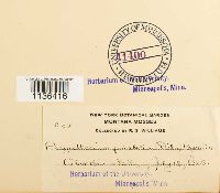 Isopterygiopsis pulchella image