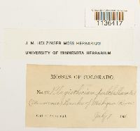 Isopterygiopsis pulchella image