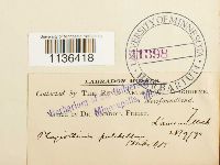 Isopterygiopsis pulchella image