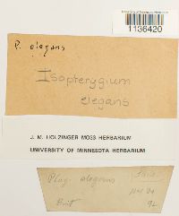 Pseudotaxiphyllum elegans image