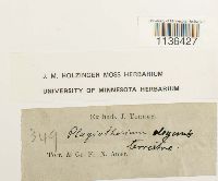 Pseudotaxiphyllum elegans image