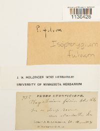 Isopterygium tenerum image