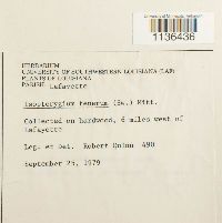 Isopterygium tenerum image