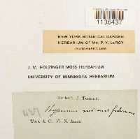 Isopterygium tenerum image