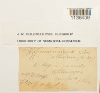 Isopterygium tenerum image