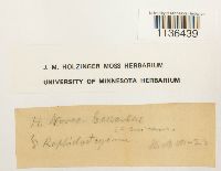 Isopterygium tenerum image