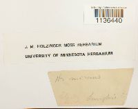 Isopterygium tenerum image