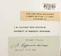 Isopterygium tenerum image