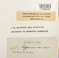 Isopterygium tenerum image