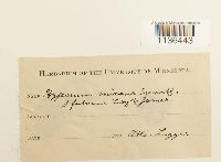 Isopterygium tenerum image