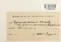 Isopterygium tenerum image