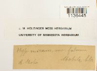 Isopterygium tenerum image