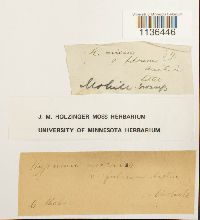 Isopterygium tenerum image